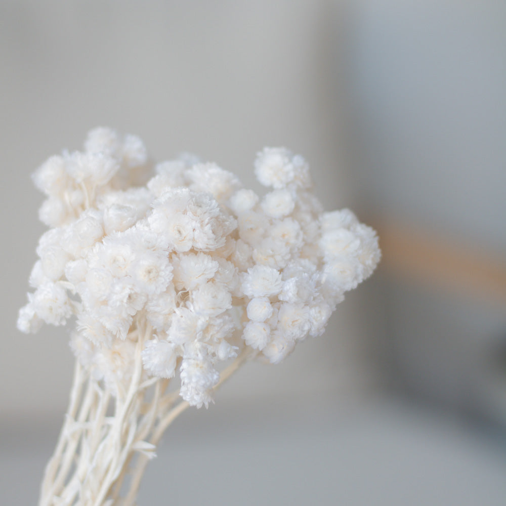 Getrocknete Strohblumen Immortellen 50g L35 , weiß - mahina