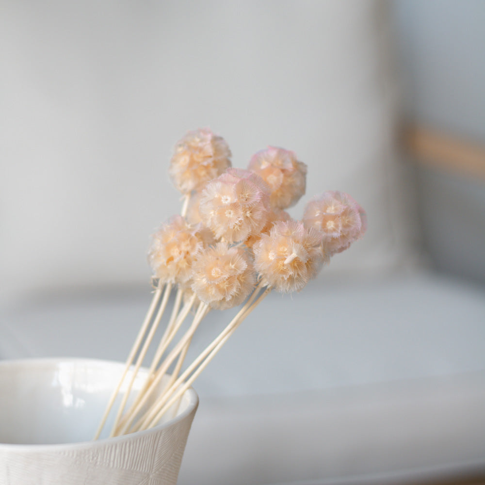 Getrocknete Scabiosa 10 Stk. 35cm, light pink - mahina