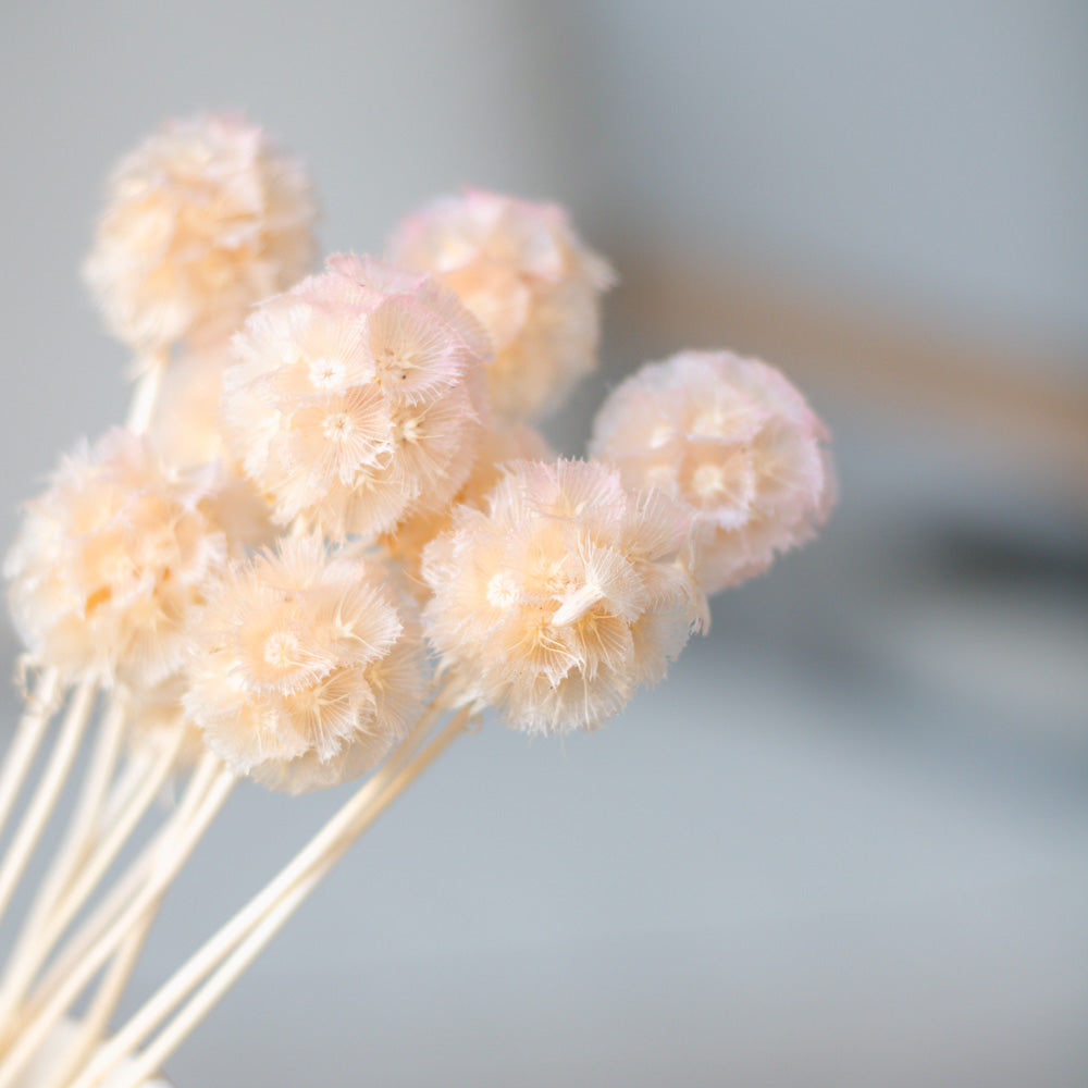 Getrocknete Scabiosa 10 Stk. 35cm, light pink - mahina