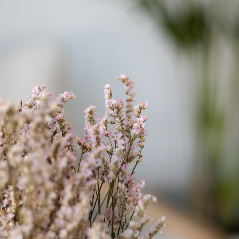 Getrockneter Limonium Diamond in rose 50g, 60cm - mahina