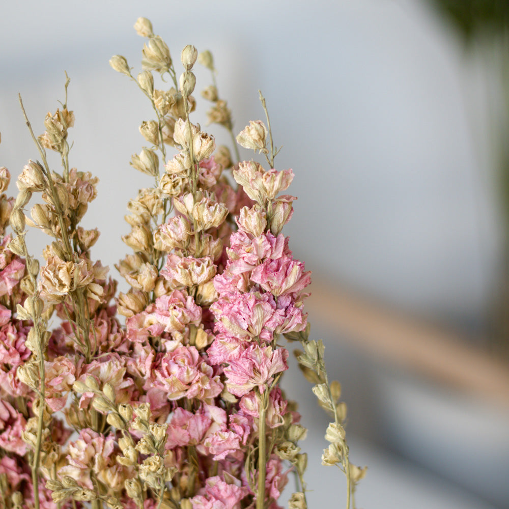 Getrockneter Rittersporn Delphinium in pink, Bund 60cm - mahina