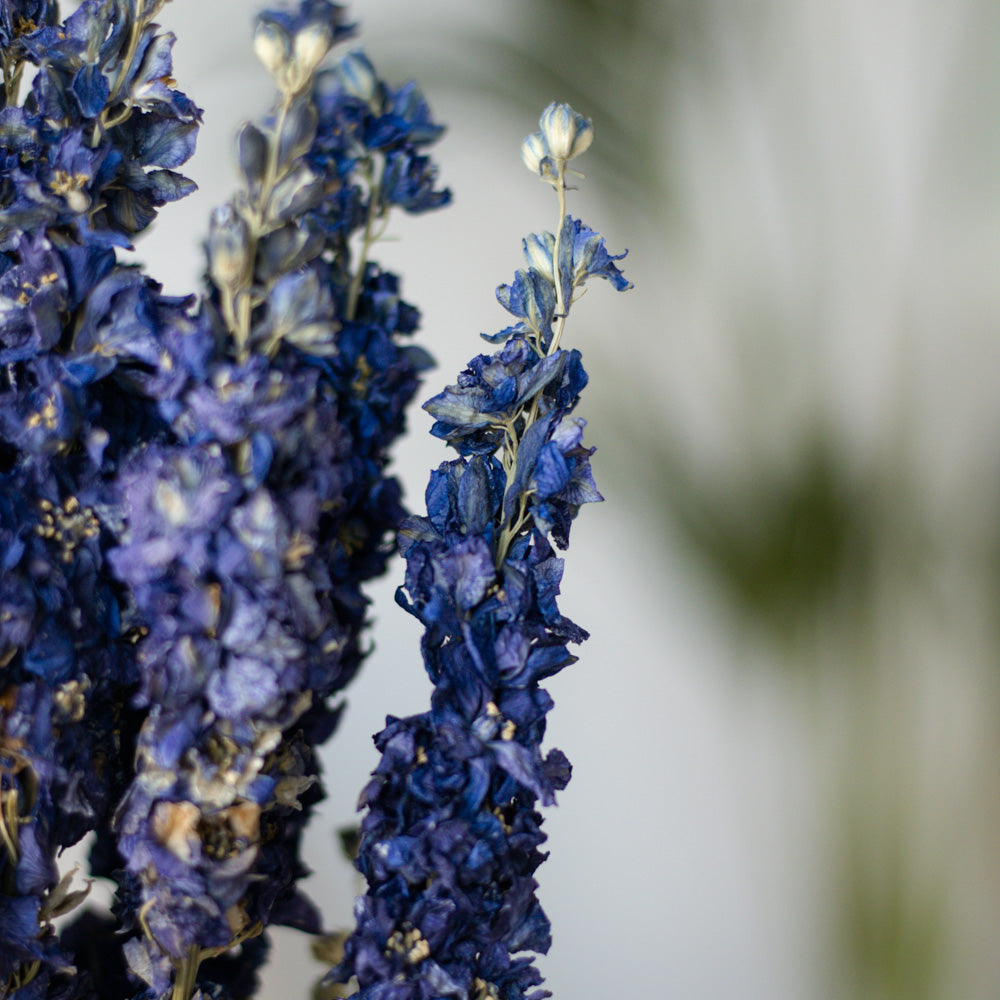 Getrockneter Rittersporn Delphinium in blau, Bund 60cm - mahina