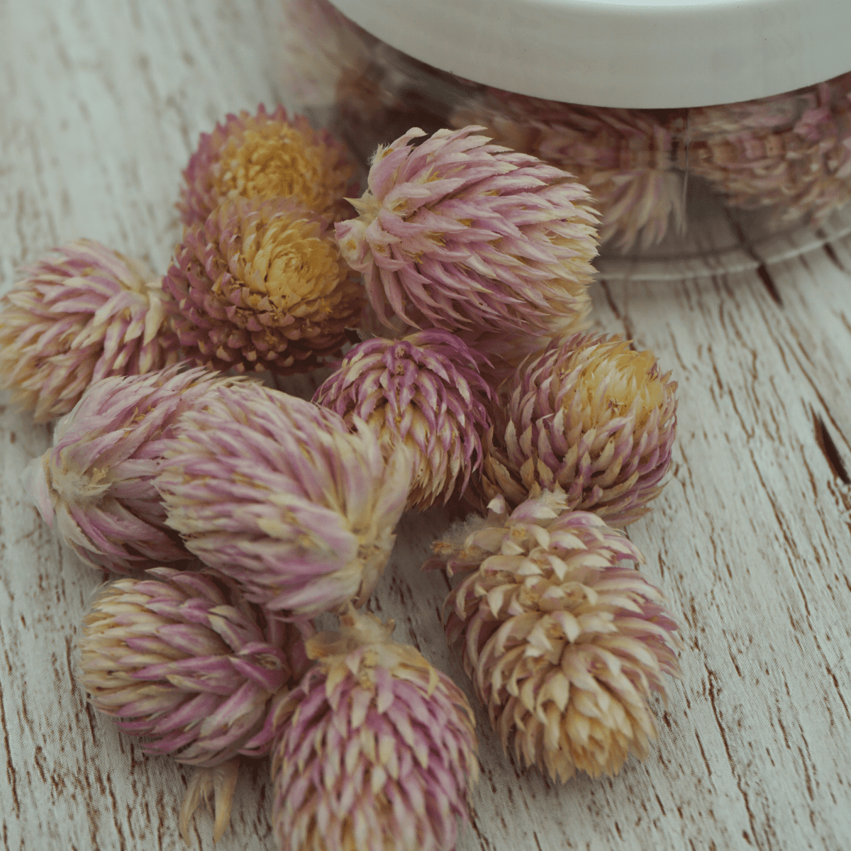 Essbare Blüten "Kugelamarant" 15 Stück - 5 Farben - mahina