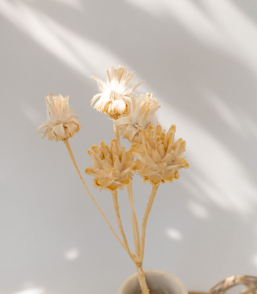 Getrocknete Plumosum in creme, 2 Zweige mit 5 Köpfen - mahina