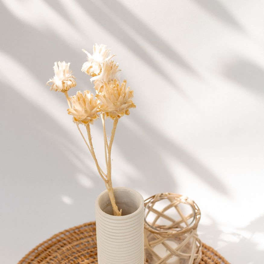 Getrocknete Plumosum in creme, 2 Zweige mit 5 Köpfen - mahina