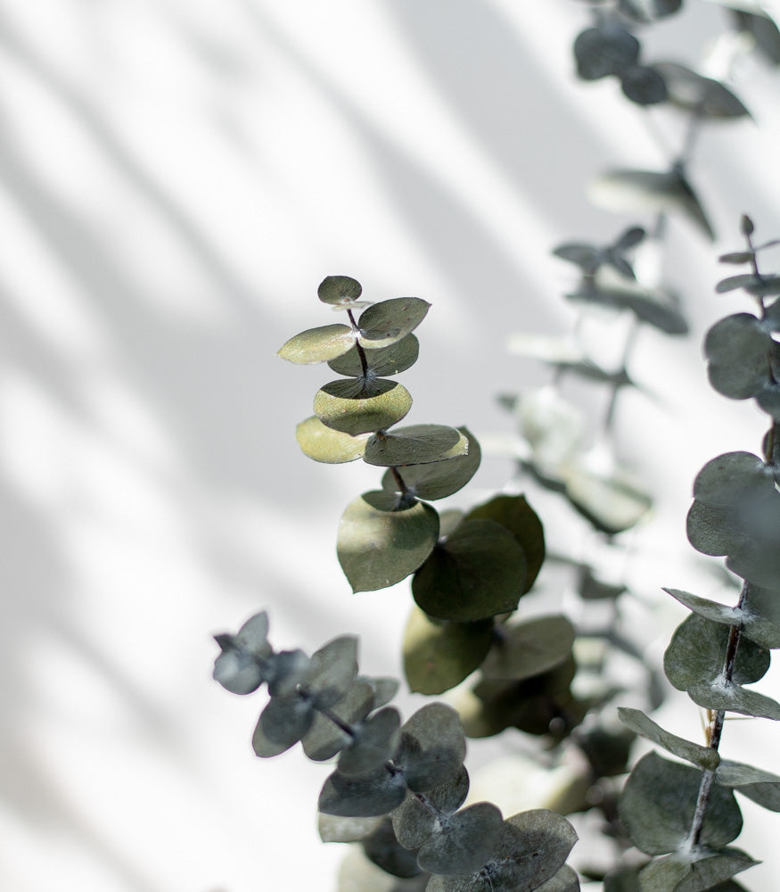 Getrockneter Eukalyptus "Baby Blue", Bund 150g - mahina