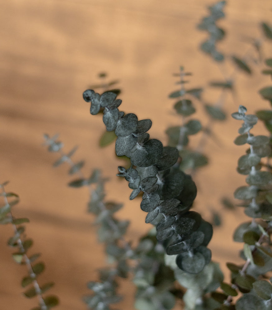 Getrockneter Eukalyptus "Baby Blue", Bund 150g - mahina