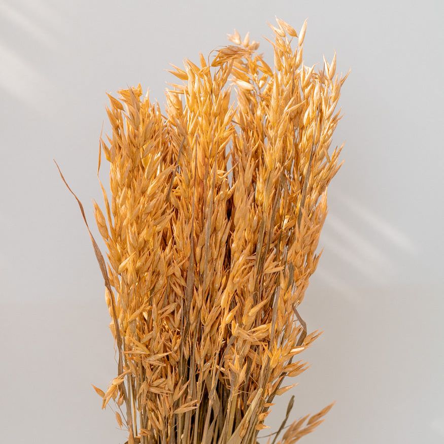 Getrockneter Hafer in orange, Bund 60cm - mahina