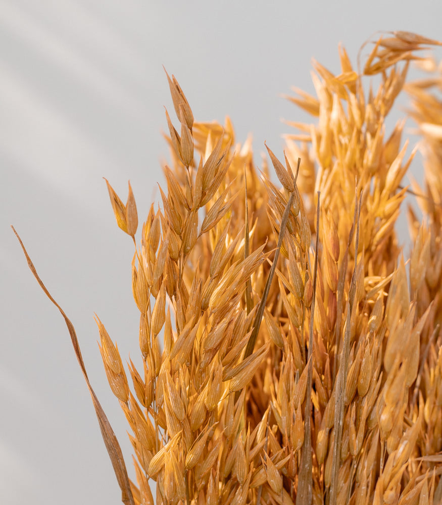 Getrockneter Hafer in orange, Bund 60cm - mahina