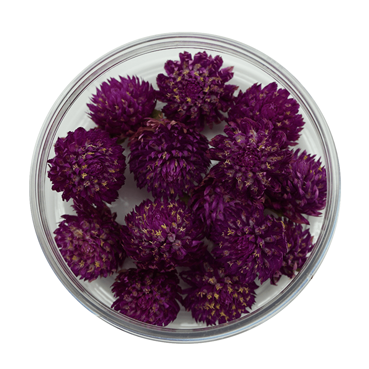 Essbare Blüten "Kugelamarant" 15 Stück - 5 Farben - mahina