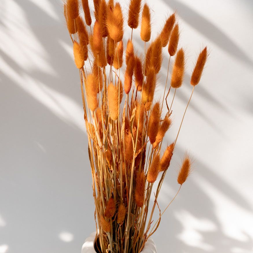 Getrockneter Lagurus in orange, Bund 50g / 10 Stück 5-10g - mahina