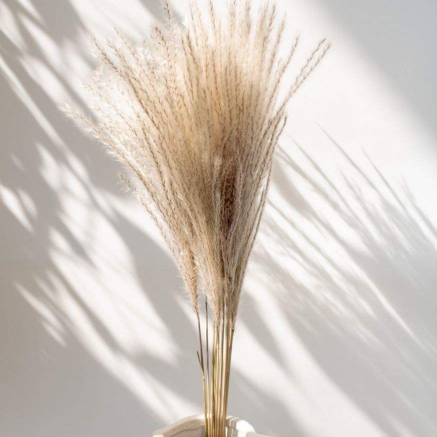 Getrockneter Miscanthus in natur, Bund 10 Stiele / Stück 1 Stiel - mahina