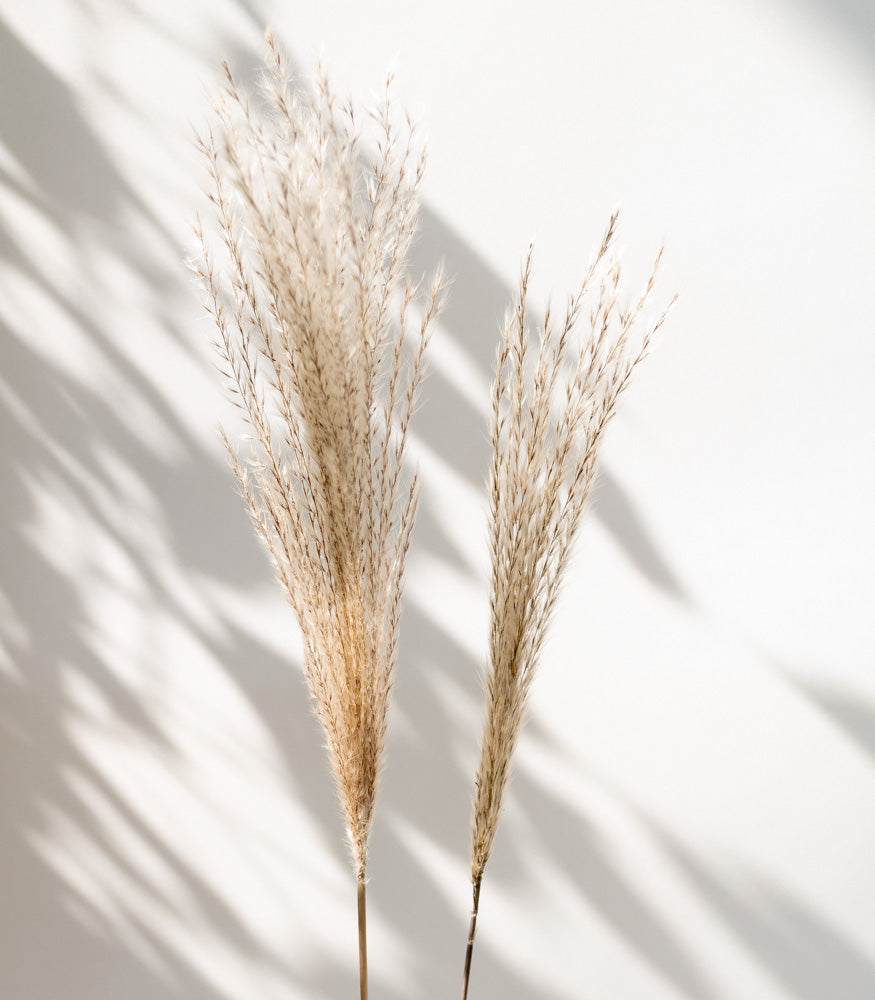 Getrockneter Miscanthus in natur, Bund 10 Stiele / Stück 1 Stiel - mahina