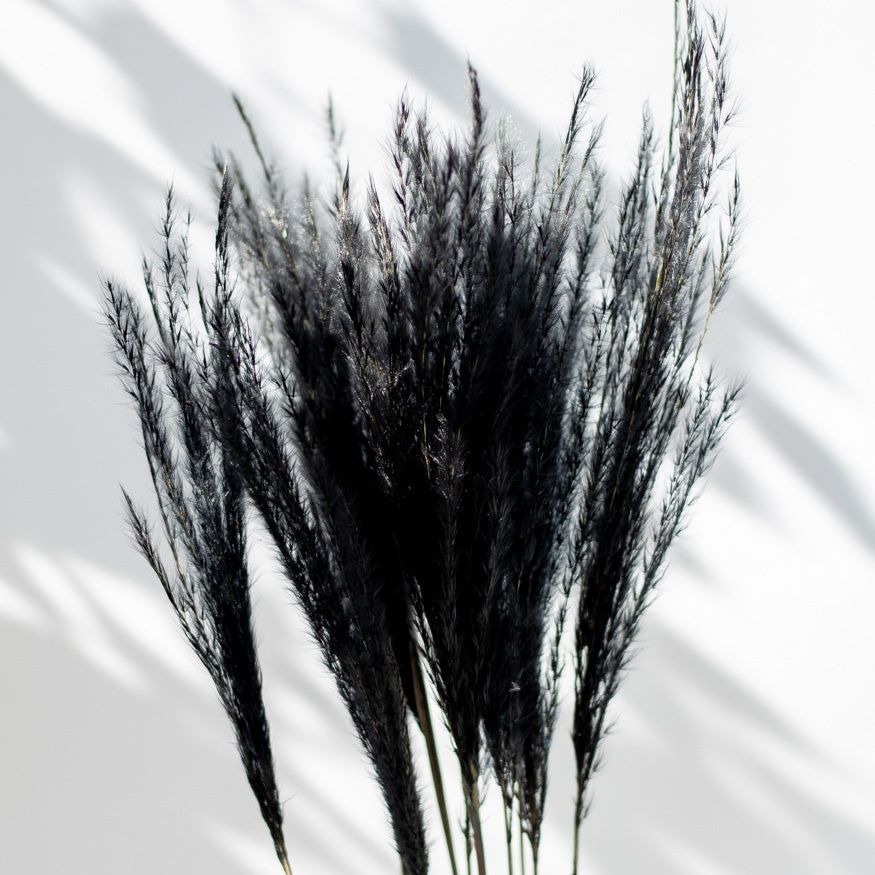 Getrockneter Miscanthus in schwarz, Bund 10 Stiele / Stück 1 Stiel - mahina