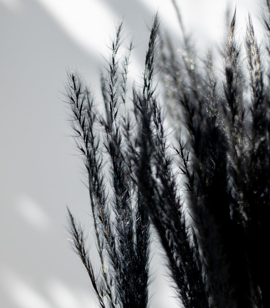 Getrockneter Miscanthus in schwarz, Bund 10 Stiele / Stück 1 Stiel - mahina