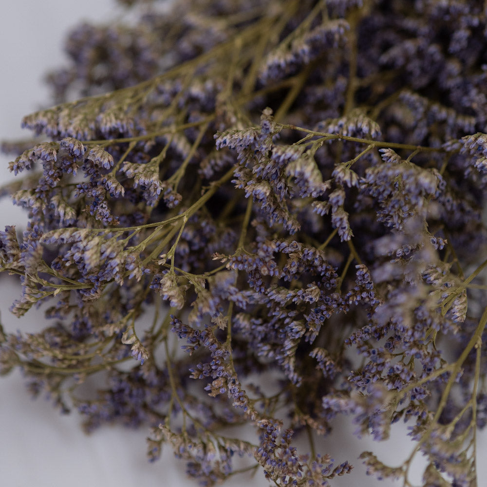 Getrockneter Limonium Diamond in blau, 50g, 60cm - Trockenblumen -> Sorten von mahina