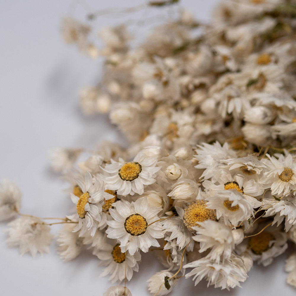Getrocknete Rhodante in weiß, 100g - Trockenblumen -> Sorten von mahina