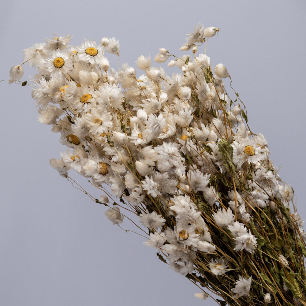 Getrocknete Rhodante in weiß, 100g - Trockenblumen -> Sorten von mahina