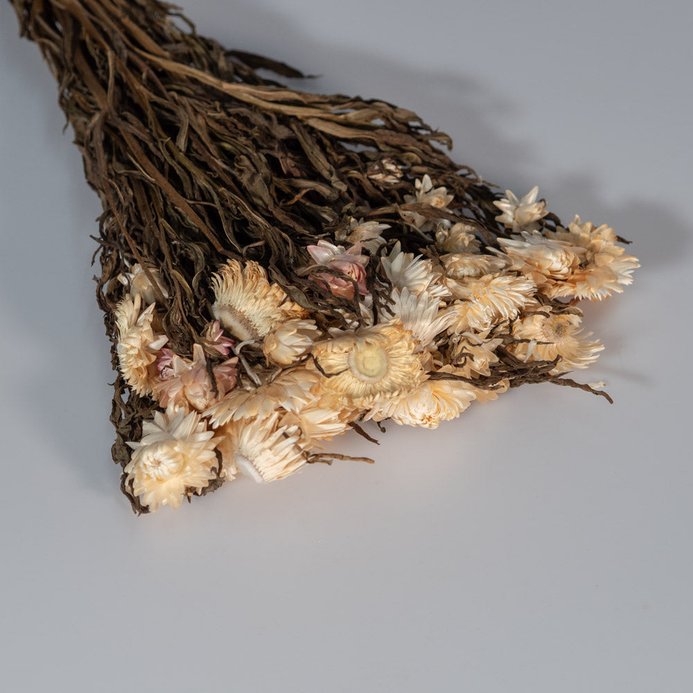 Getrocknete Strohblume in natur 100g, 50cm