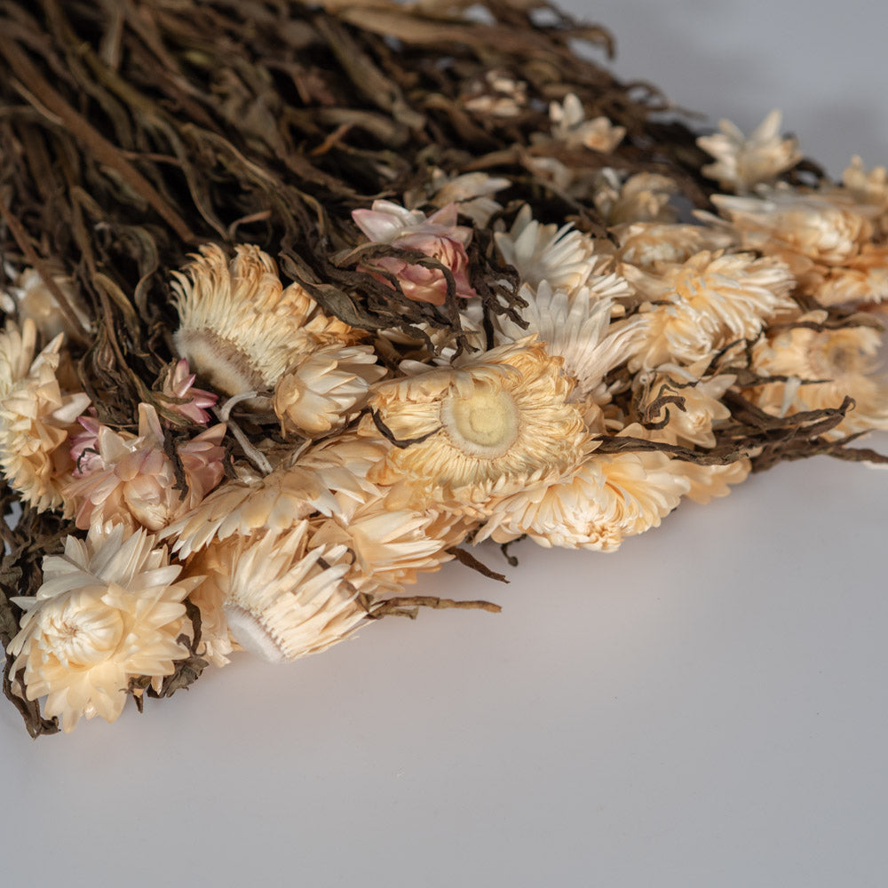 Getrocknete Strohblume in natur 100g, 50cm