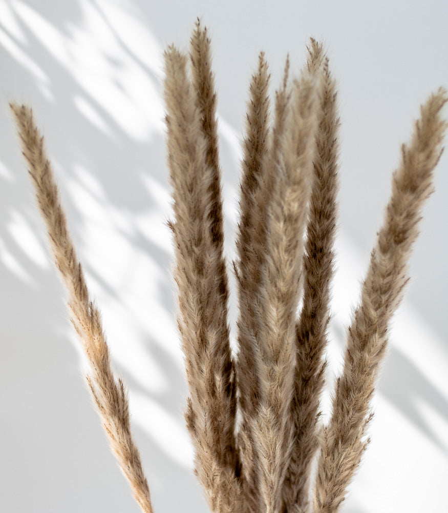 Getrockneter Fluffy Pampasgras, Bund 13 Stiele / Stück 1 Stiel - mahina