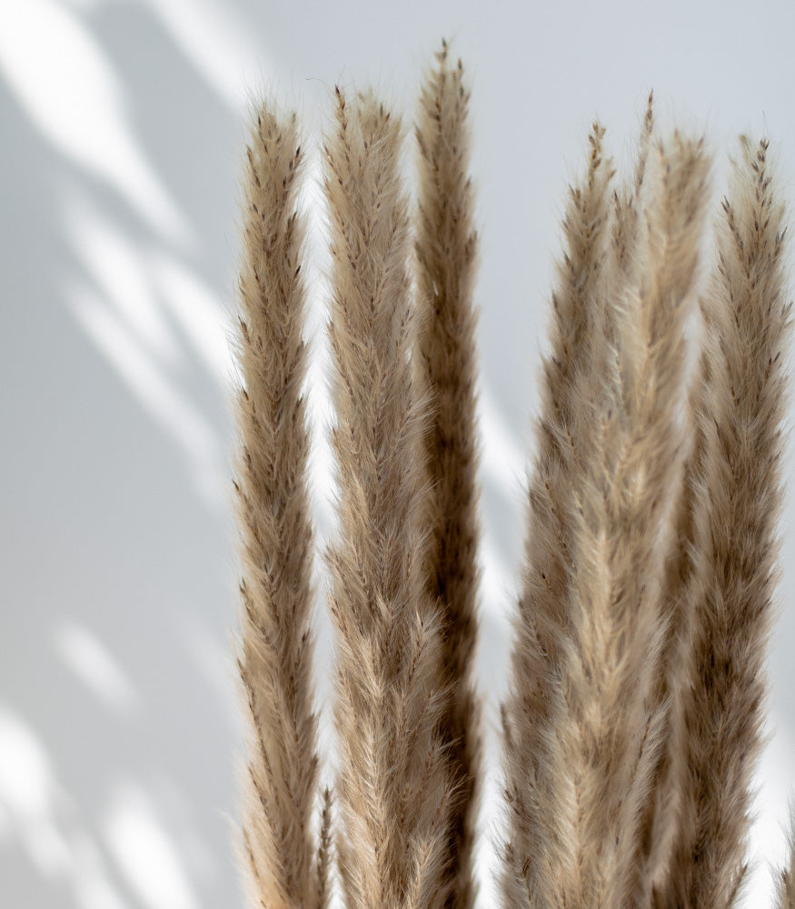 Getrockneter Fluffy Pampasgras, Bund 13 Stiele / Stück 1 Stiel - mahina