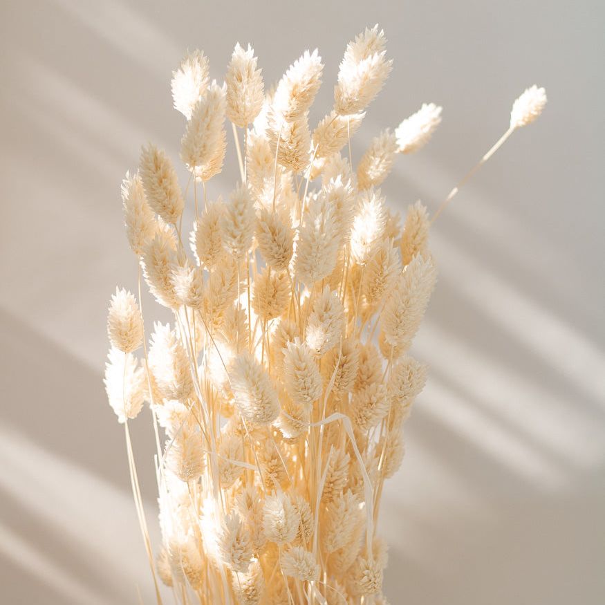 Getrockneter Phalaris bleached, Bund 100g / 10 Stück 5-10g - mahina