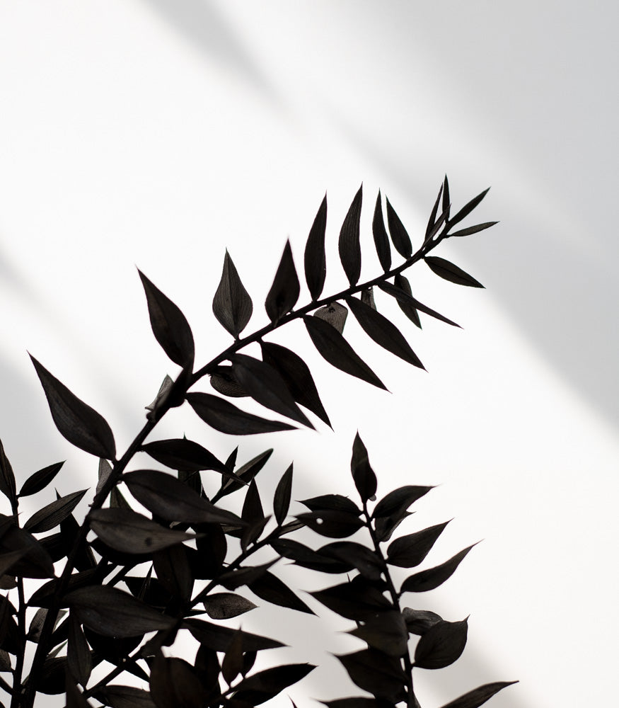 Getrockneter Ruscus in schwarz, Bund 5 Stiele / Stück 1 Stiel - mahina