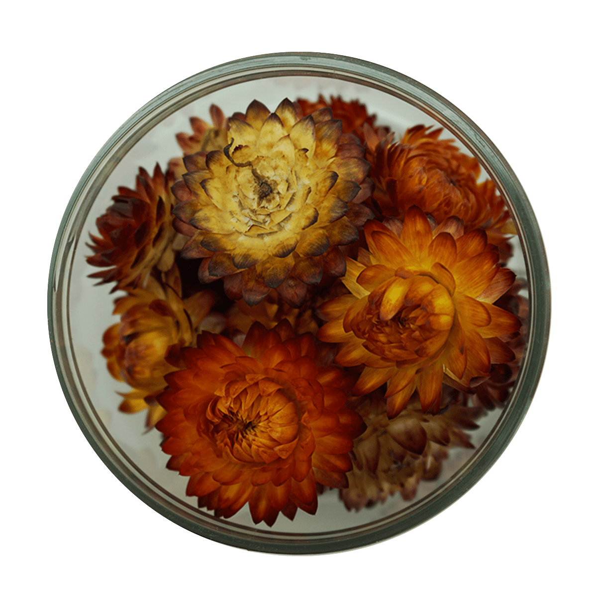 Essbare Blüten "Strohblumen" 15 Stück - 5 Farben - mahina