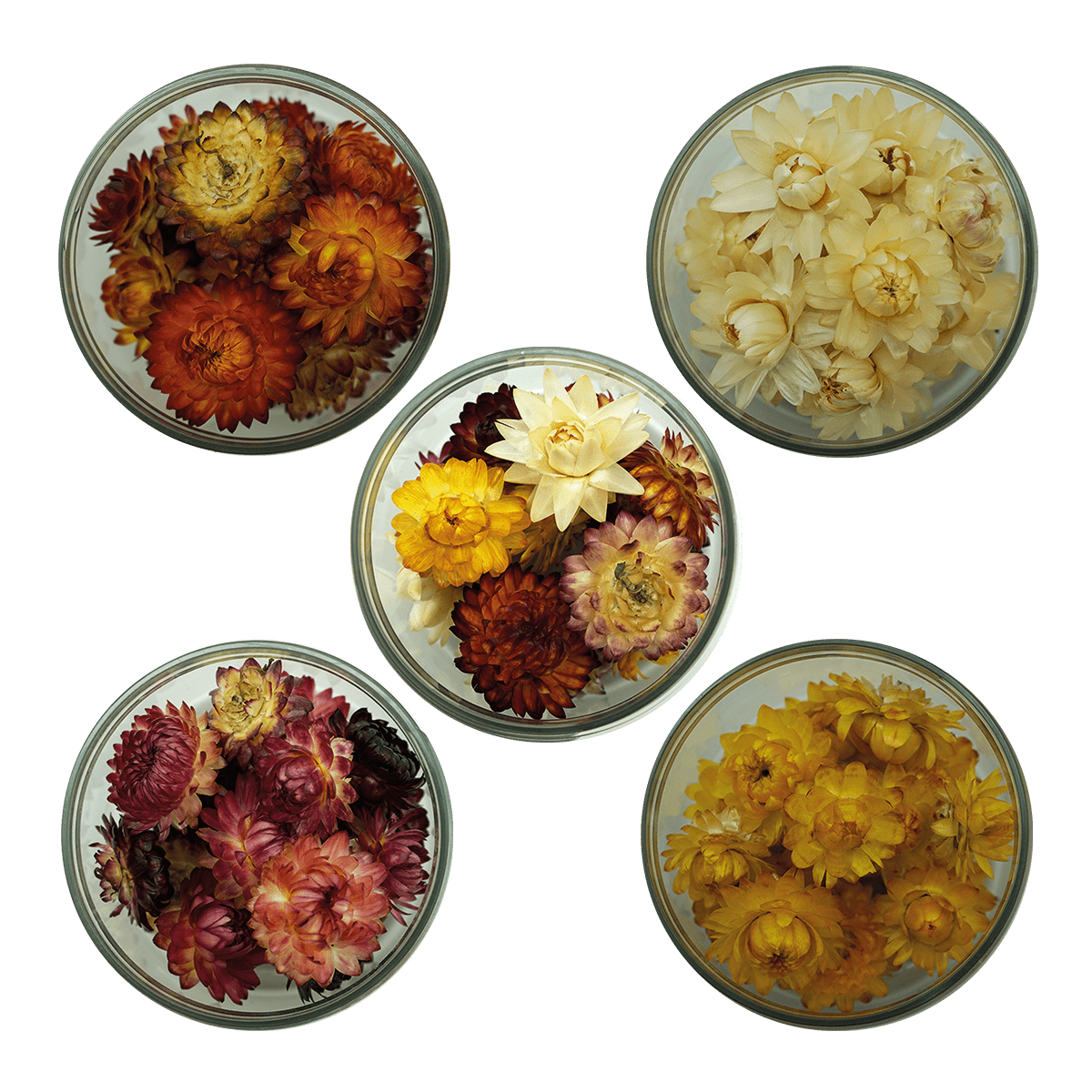 Essbare Blüten "Strohblumen" 15 Stück - 5 Farben - mahina