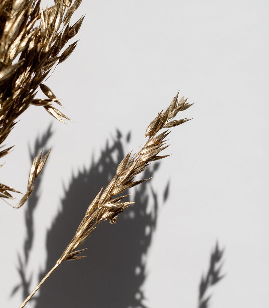 Getrockneter Hafer in gold, Bund 60cm - SALE - mahina