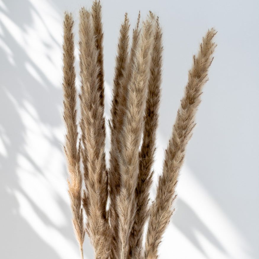 Getrockneter Fluffy Pampasgras, Bund 13 Stiele - Trockenblumen -> Sorten von mahina