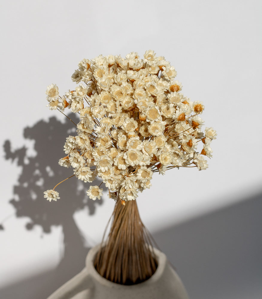 Getrockneter Glixia in natur, Bund 80g - Trockenblumen -> Sorten von mahina