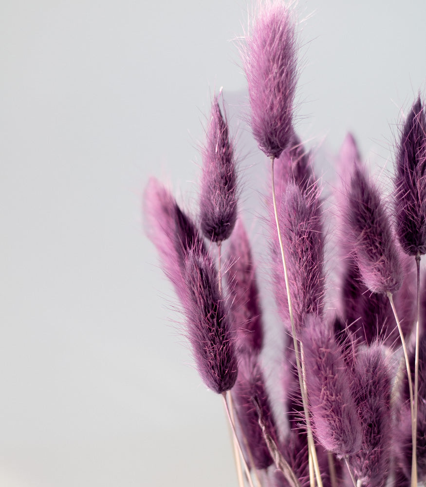 Getrockneter Lagurus in lila, Bund 50g - Trockenblumen -> Sorten von mahina