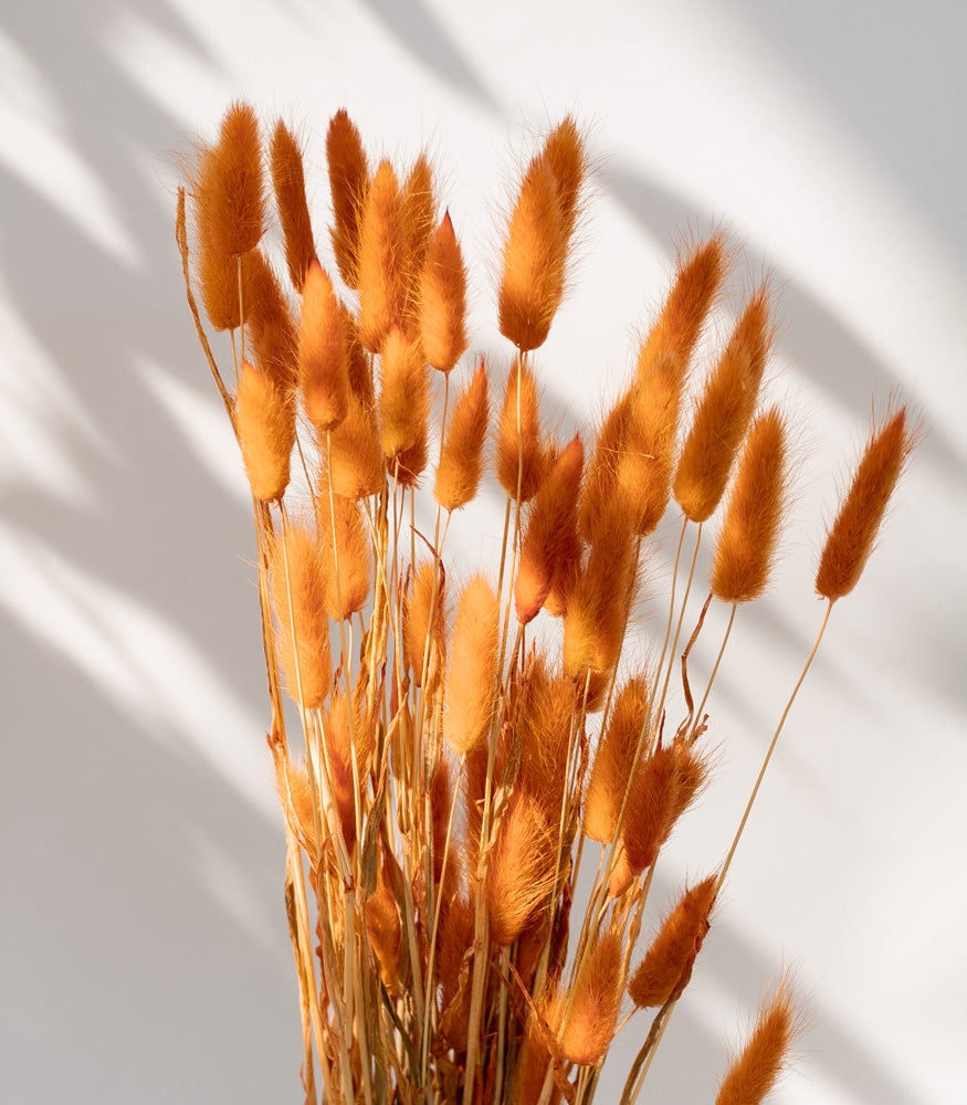 Getrockneter Lagurus in orange, Bund 50g - Trockenblumen -> Sorten von mahina