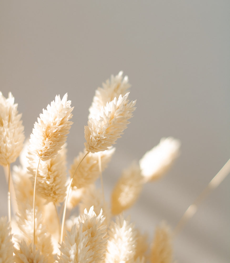 Getrockneter Phalaris bleached, Bund 100g - Trockenblumen -> Sorten von mahina