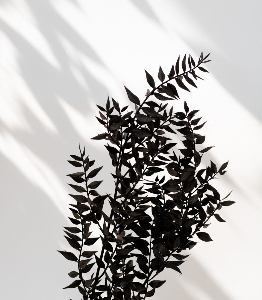 Getrockneter Ruscus in schwarz, Bund 5 Stiele - Trockenblumen -> Sorten von mahina