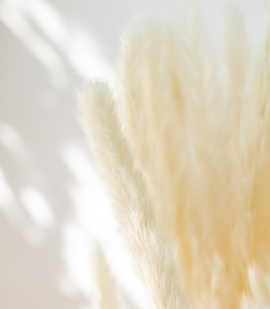 Getrocknetes Pampasgras in weiß, Bund 16 Stiele - Trockenblumen -> Sorten von mahina
