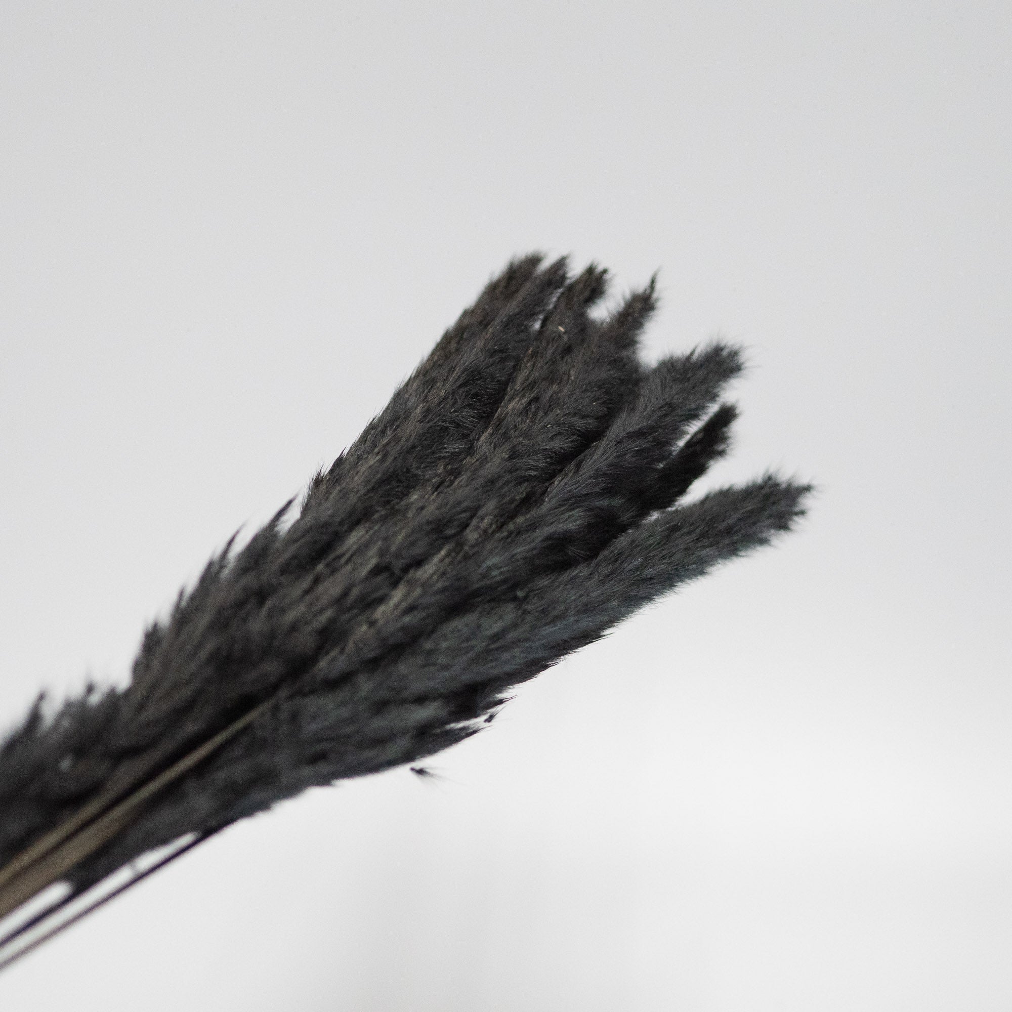 Getrocknetes Pampasgras in schwarz, Bund ca. 20 Stiele - Trockenblumen -> Sorten von mahina