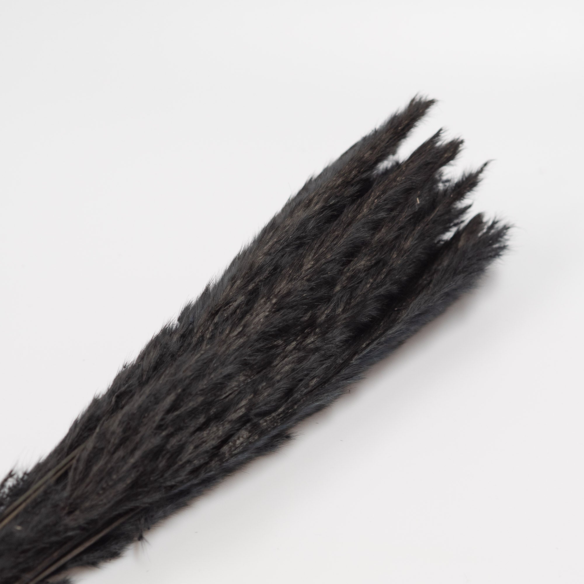 Getrocknetes Pampasgras in schwarz, Bund ca. 20 Stiele - Trockenblumen -> Sorten von mahina