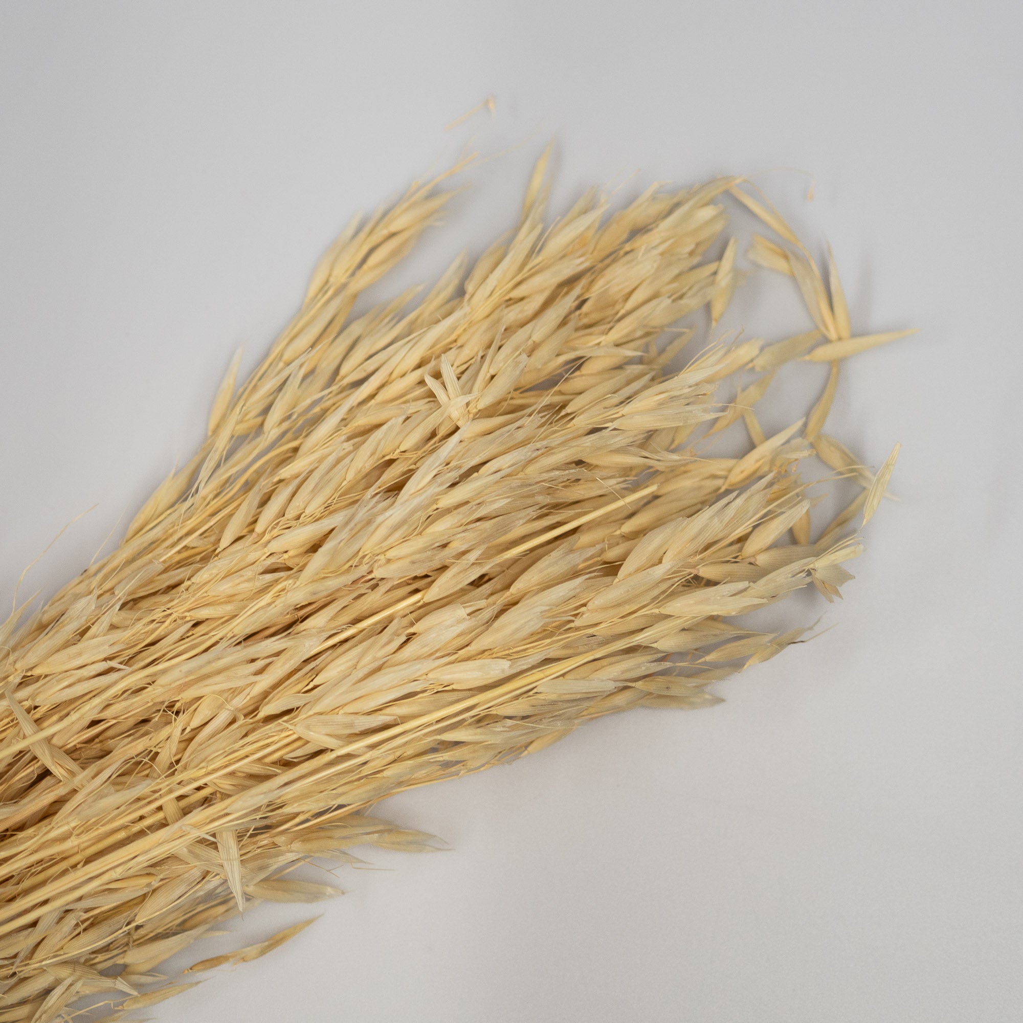 Getrockneter Hafer in natur 200g, 60cm - Trockenblumen -> Sorten von mahina
