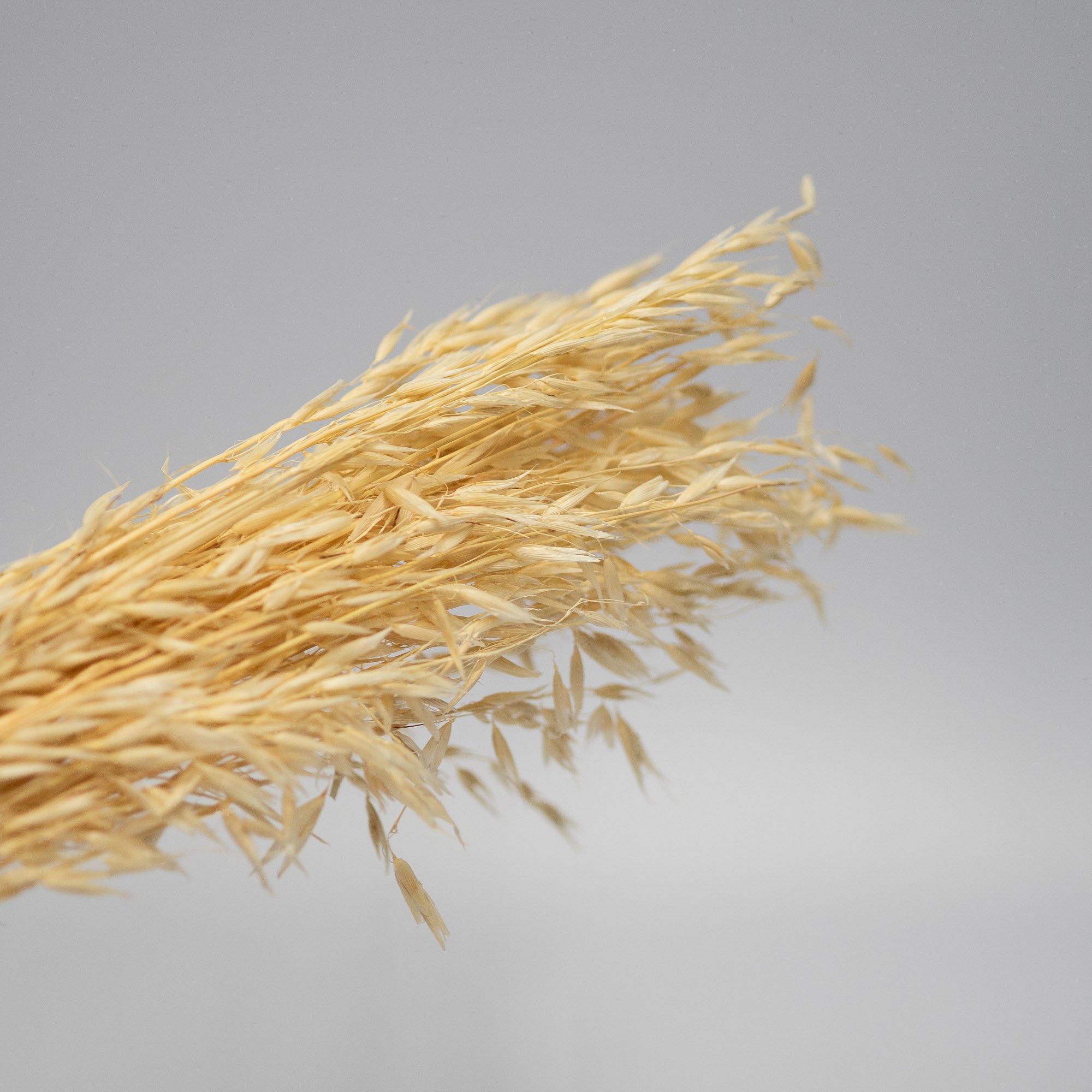Getrockneter Hafer in natur 200g, 60cm - Trockenblumen -> Sorten von mahina