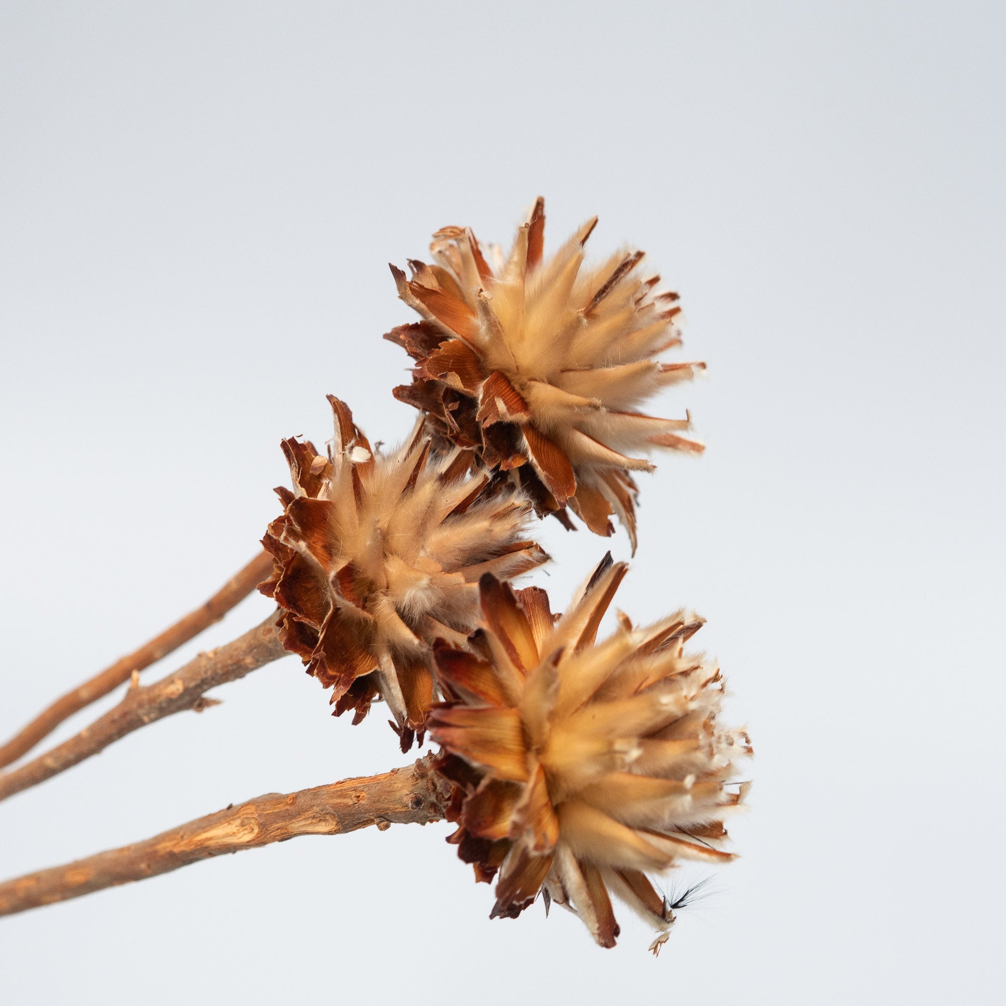 Getrocknete Plumosum in natur, 3 Zweige - Trockenblumen -> Sorten von mahina