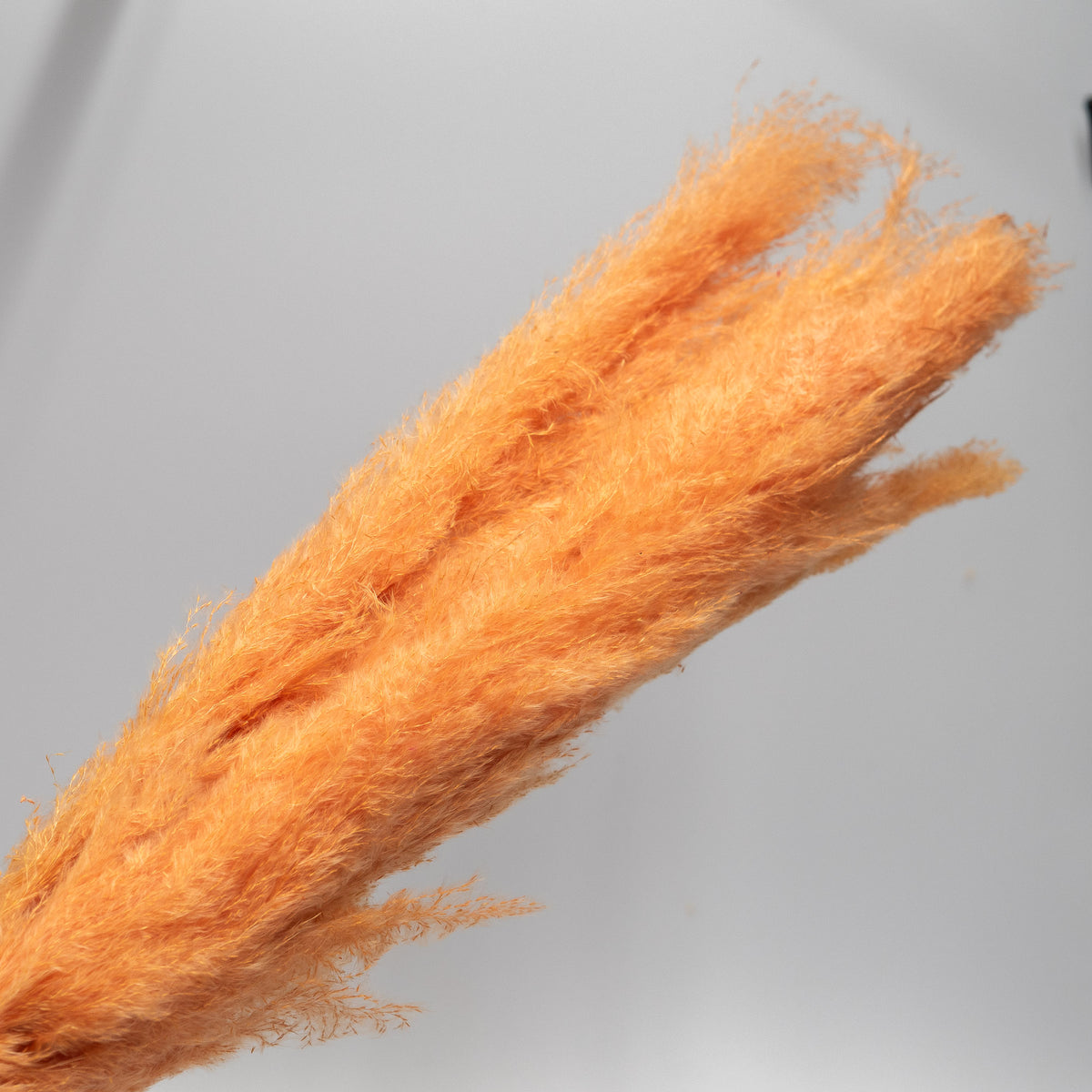 Getrocknetes Pampasgras in peach, Bund ca. 5 Stiele von mahina