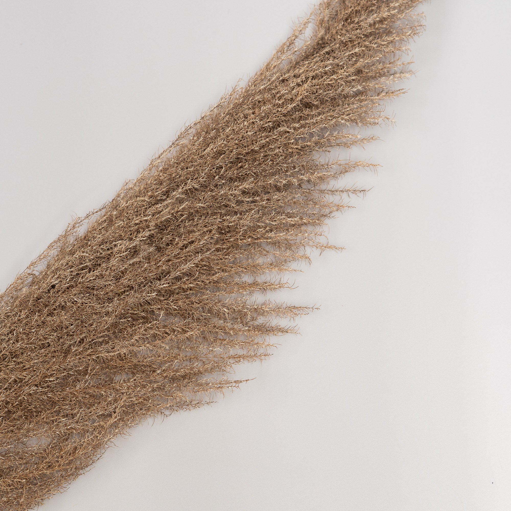 Getrocknetes Pampasgras in beige, 1 Stiel - Trockenblumen -> Sorten von mahina