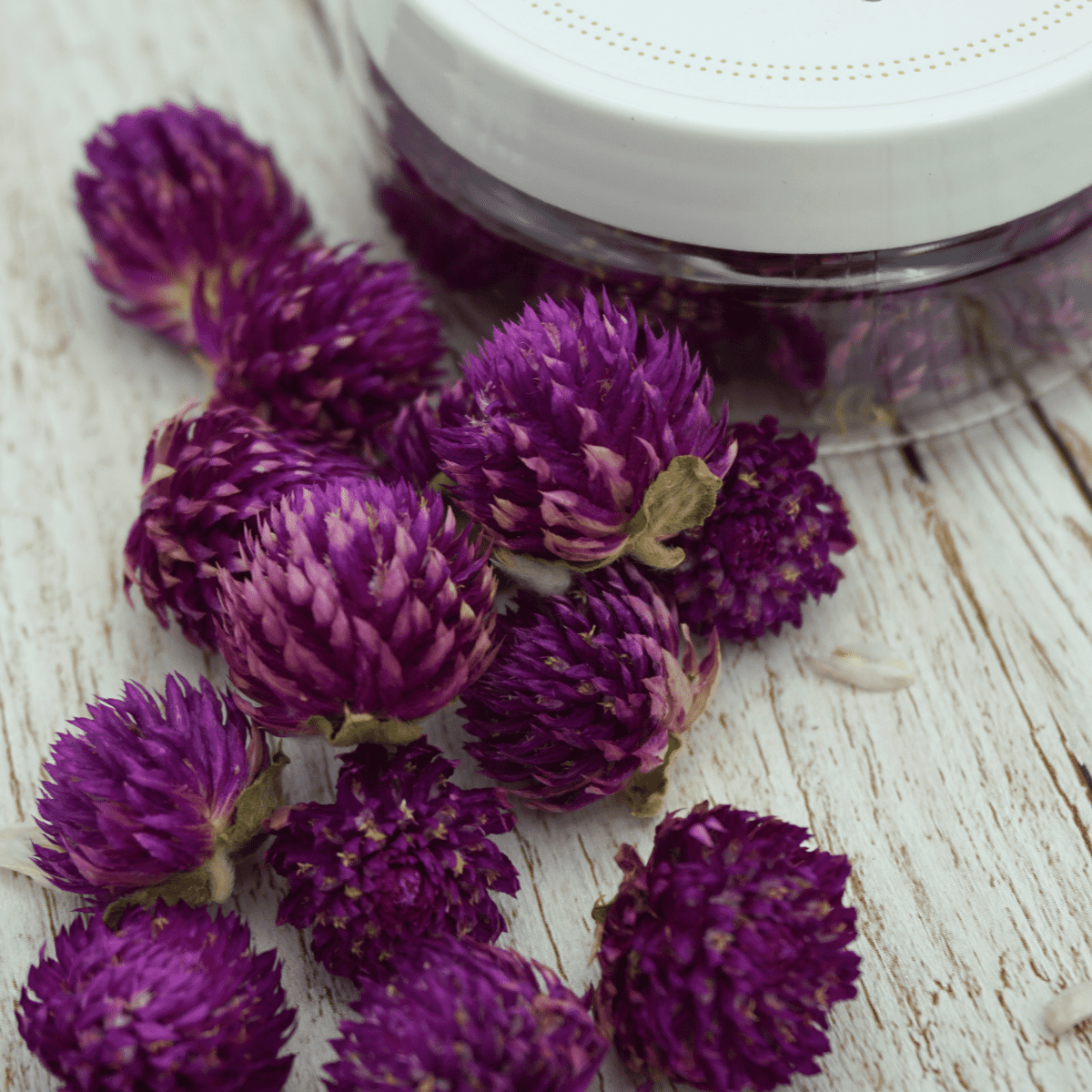 Rosie Rose "Kugelamarant" 15 Stück - SALE - Essblüten von mahina