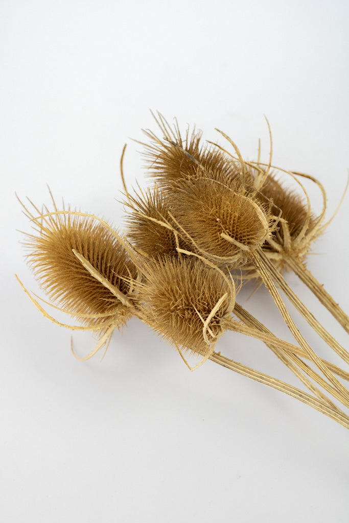 Getrocknete Disteln in natur, Bund 7 Stiele / Stück 1 Stiel - mahina