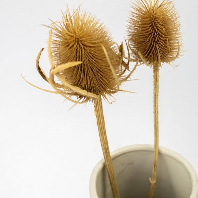 Getrocknete Disteln in natur, Bund 7 Stiele / Stück 1 Stiel - mahina