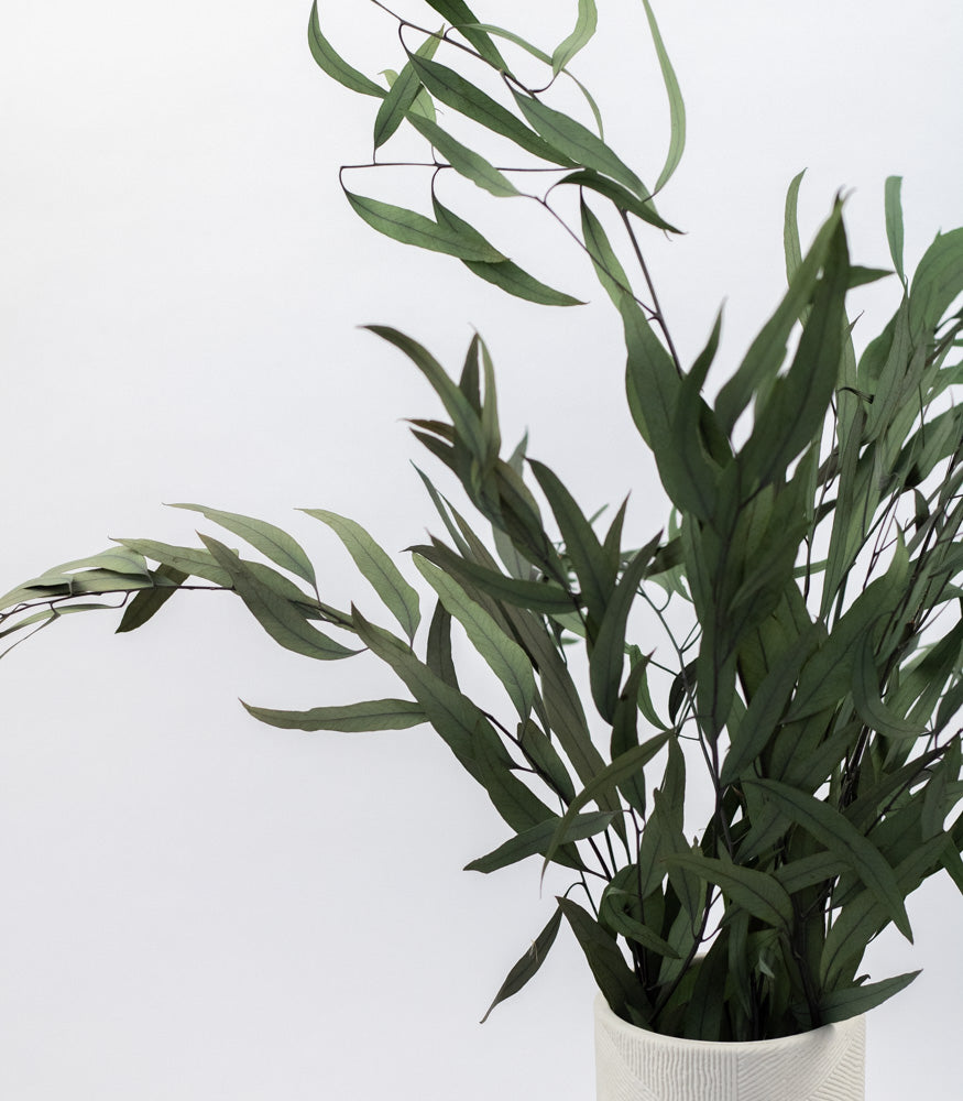 Getrockneter Eukalyptus "Nicoli", Bund 150g - mahina