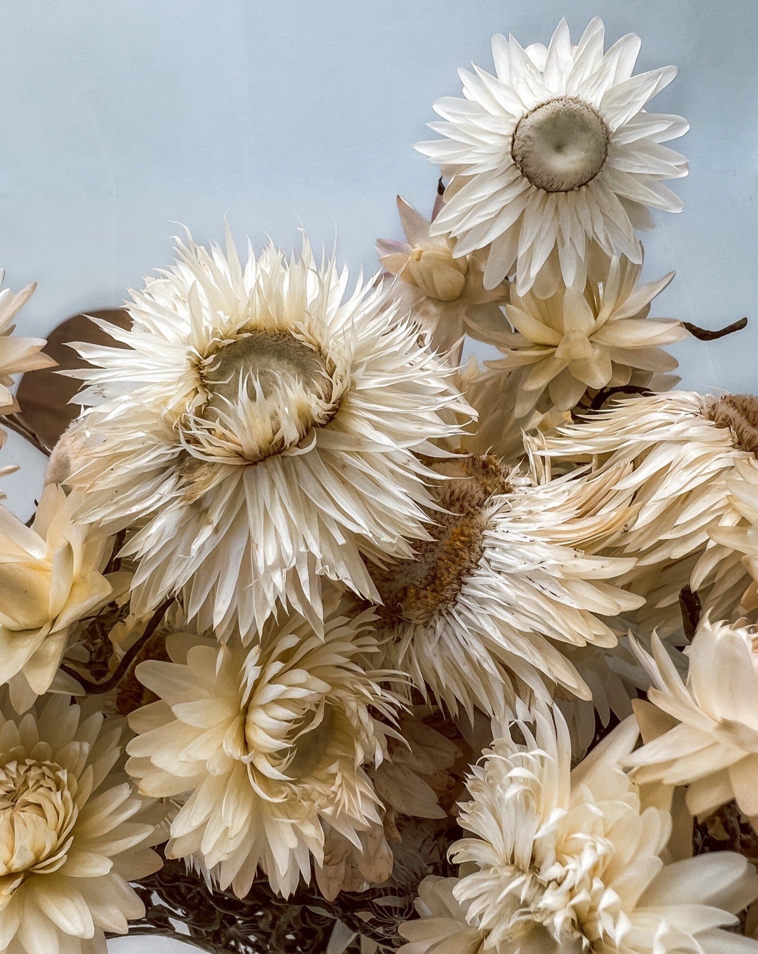 Getrocknete Strohblume in weiß, Bund 150g - mahina